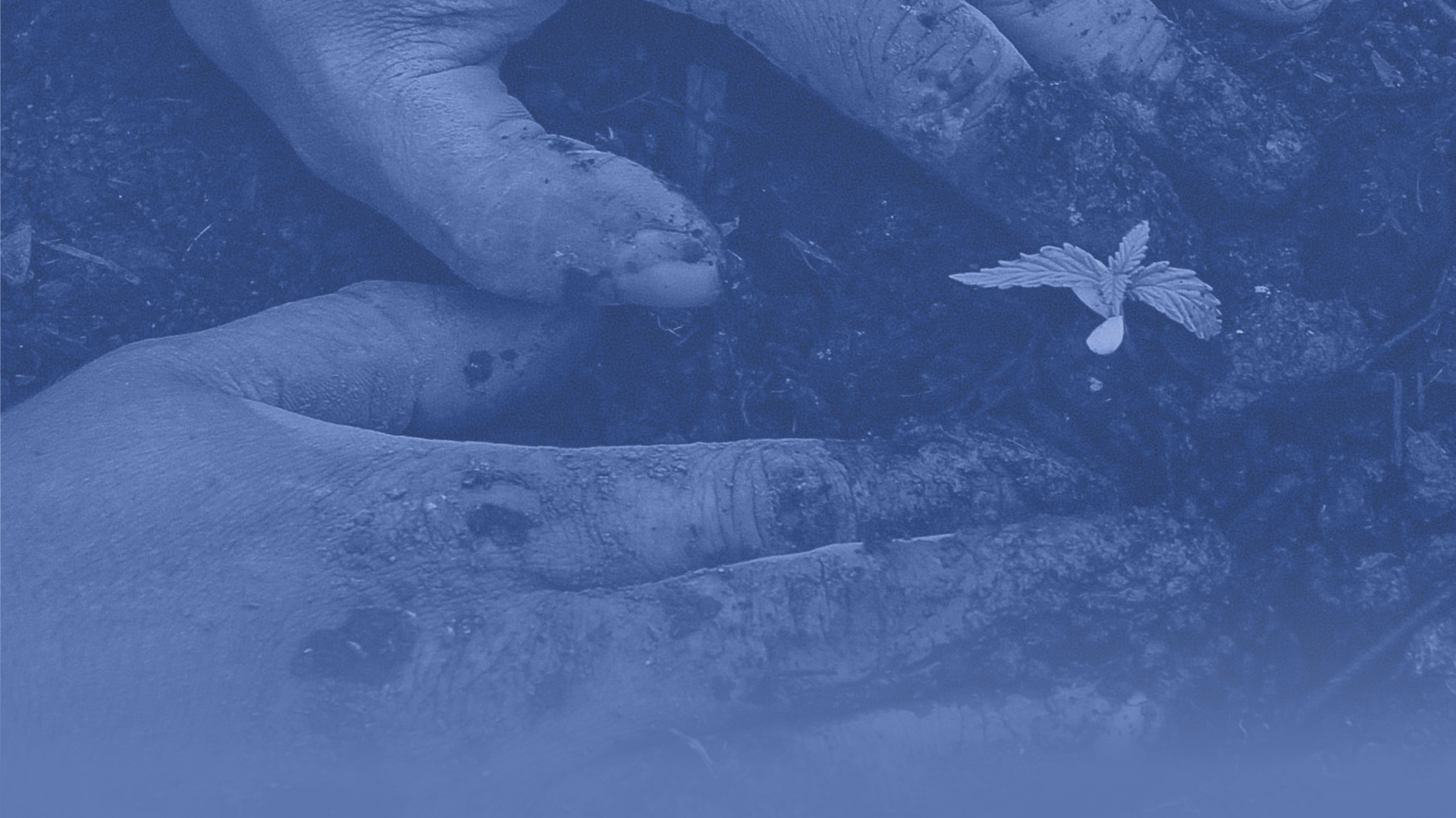 Abstract image of hands planting a small plant.