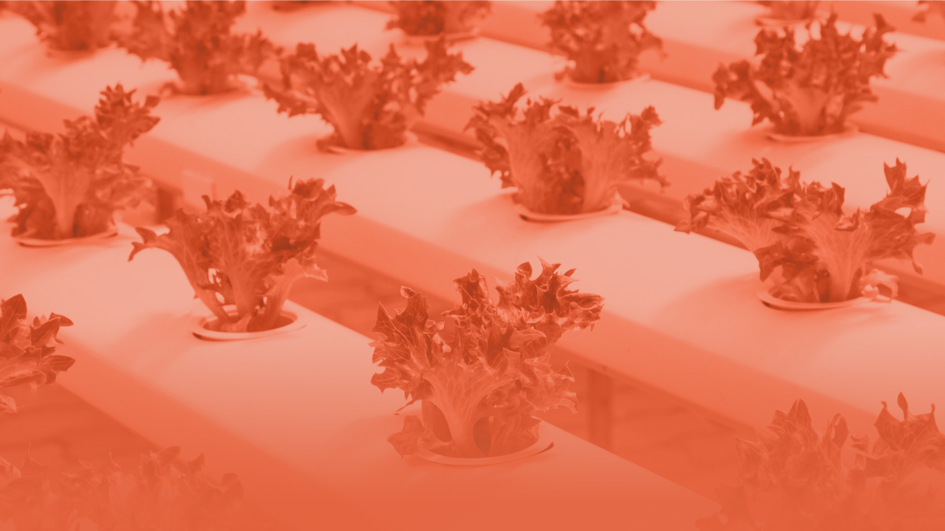 Abstract image of lettuce.