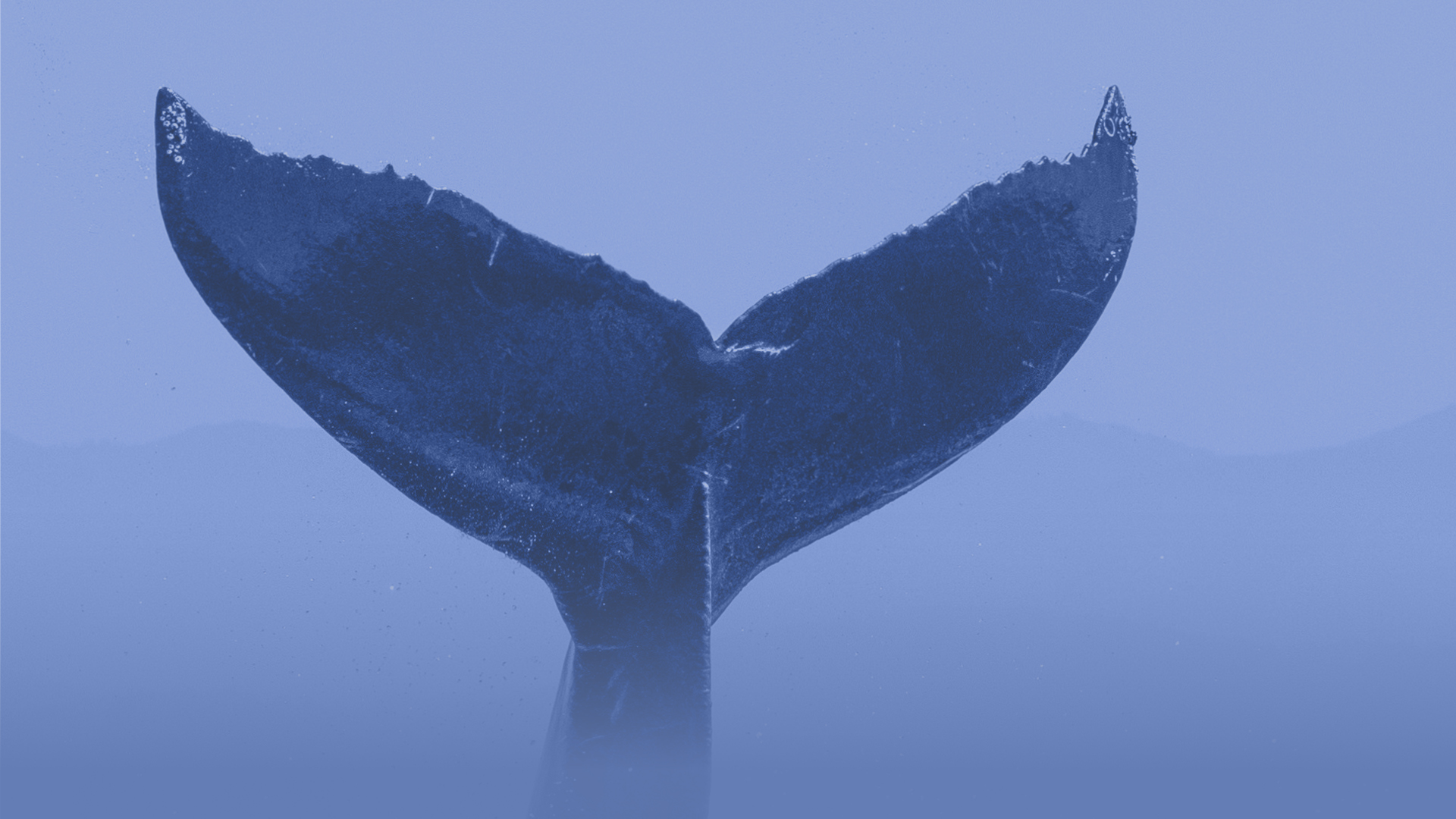 Image of a whale's tail.
