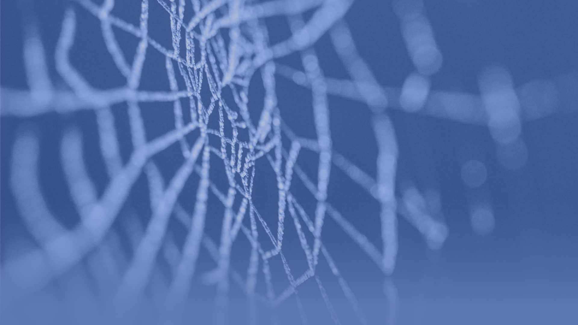 Abstract image of a spider web.