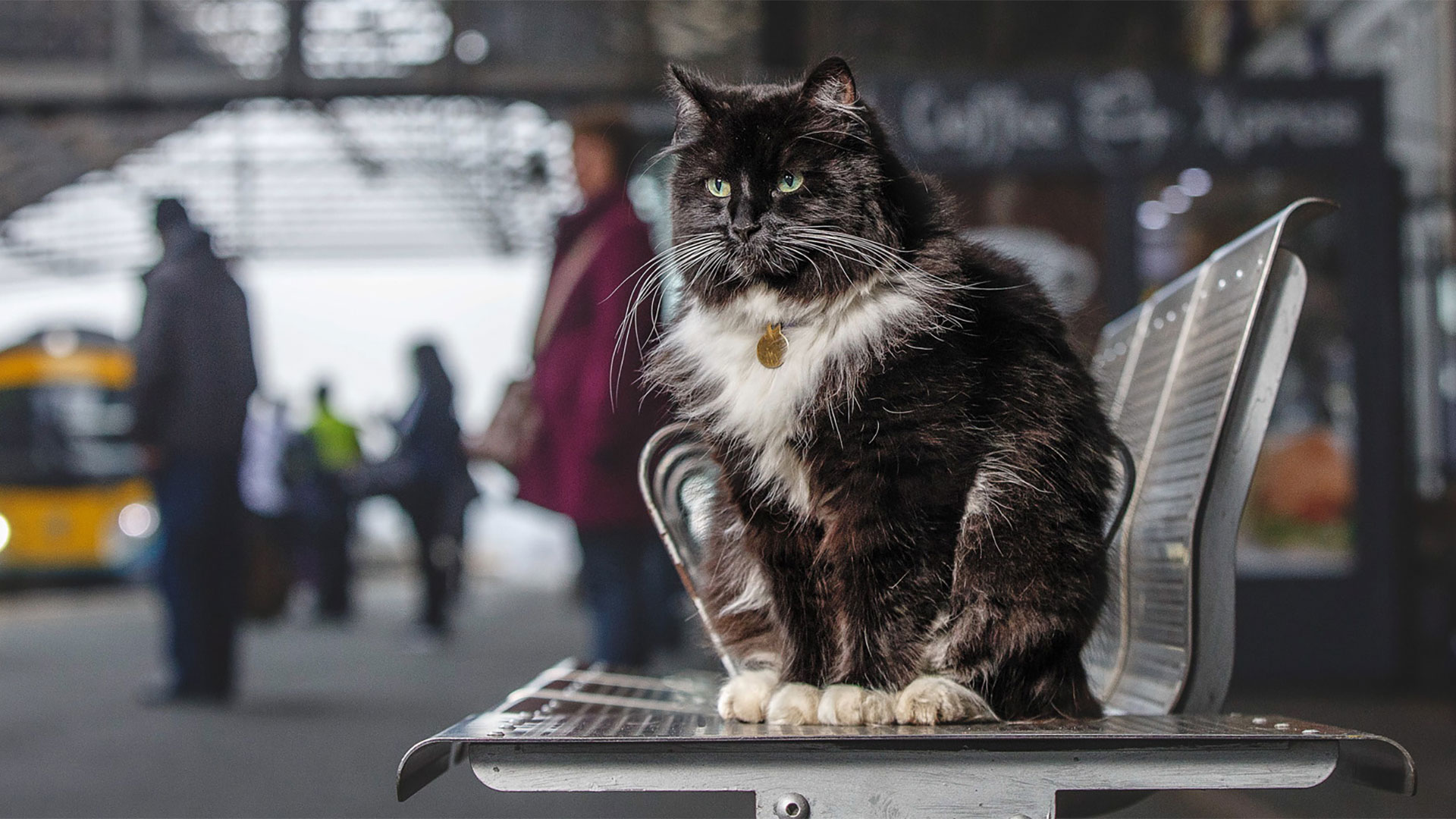 Big Issue North Felix Cat