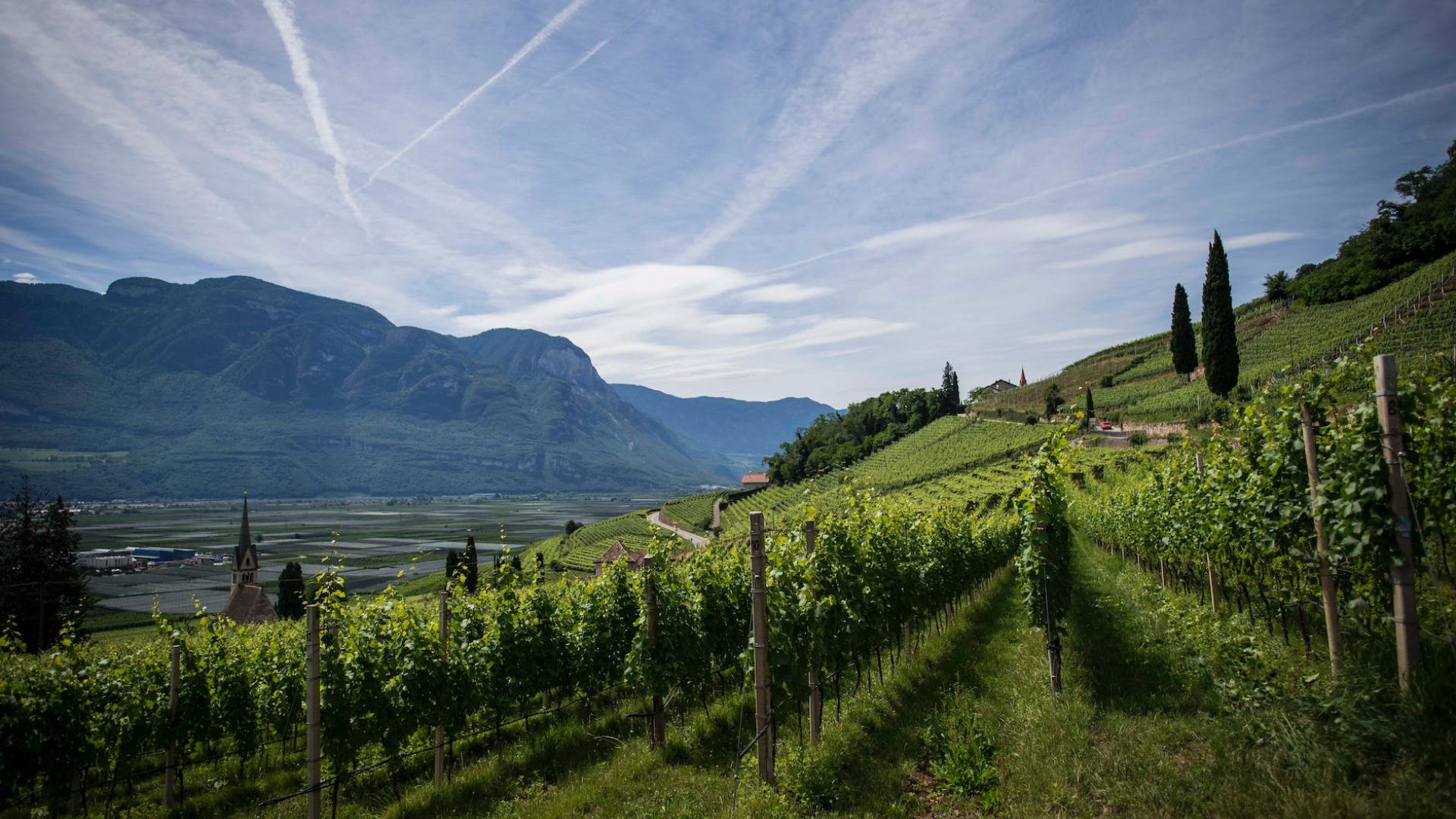 An image of vineyards.