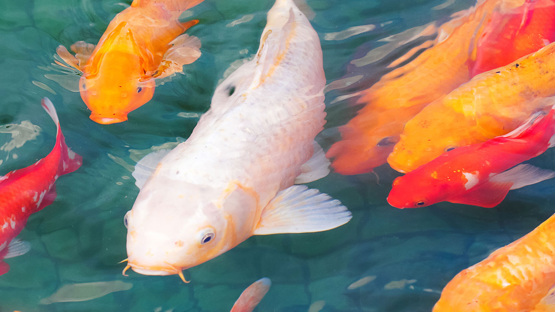 Koi Chinese Kitchen hero