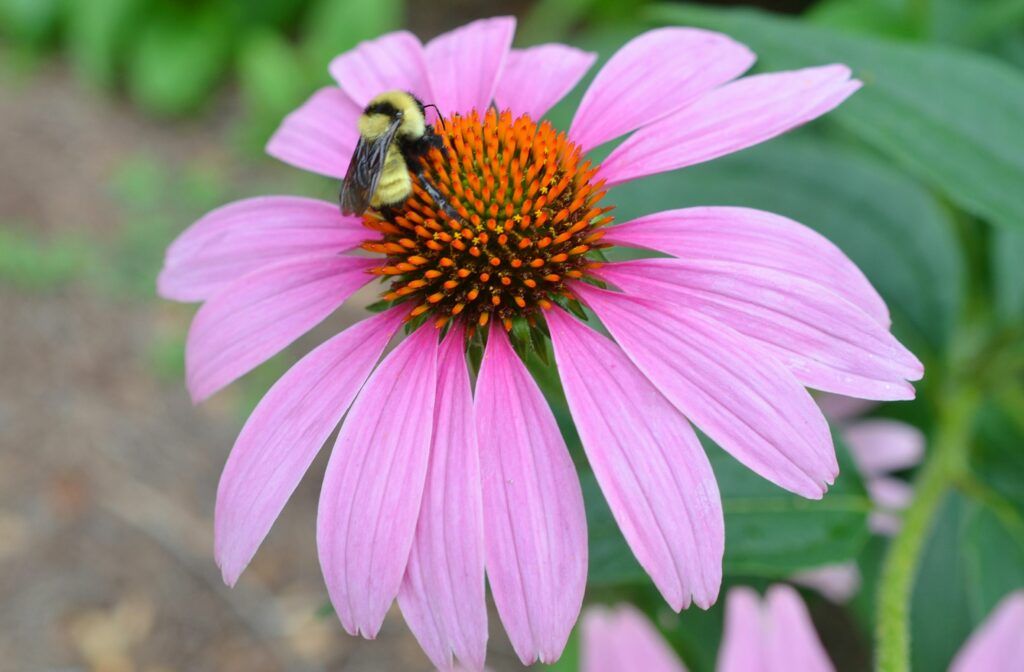 Photograph of Bee on Flower