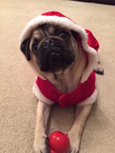 Photograph of dog in Santa outfit