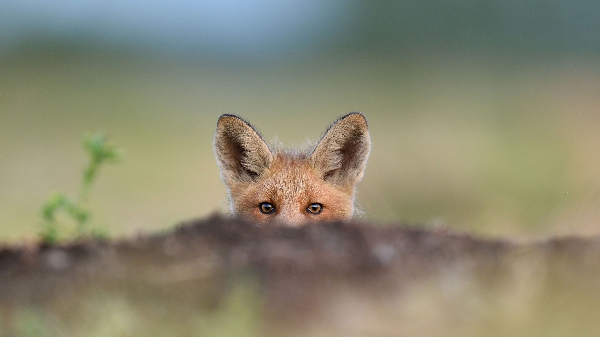 United for WIldlife - Desert Fox peering over mound