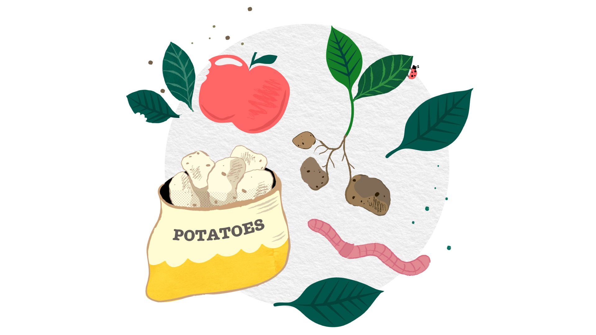 illustration for wormery animation